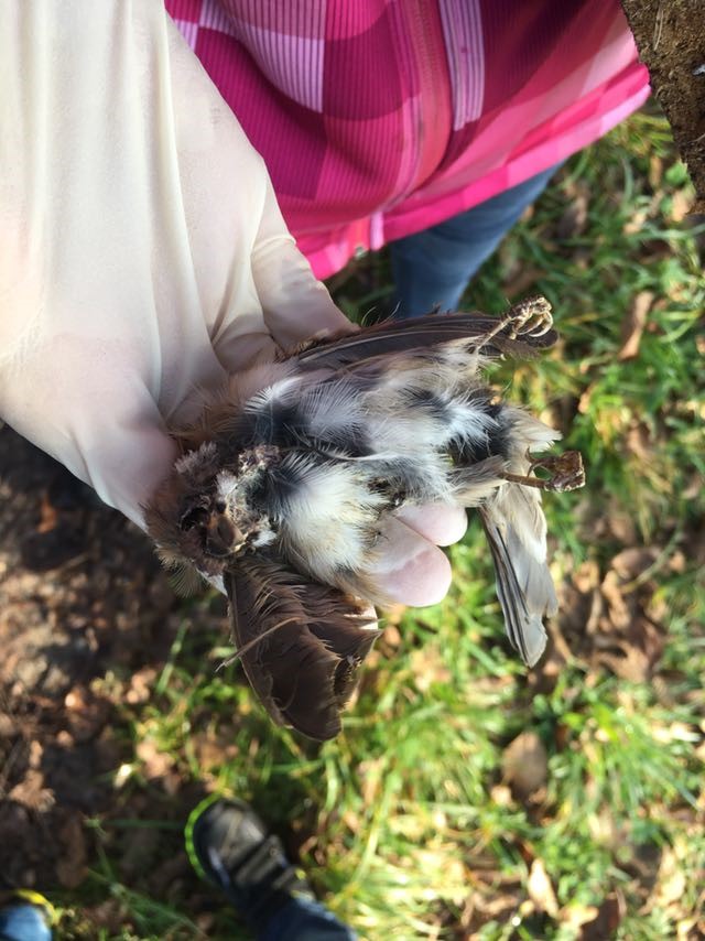 Devora mit totem Jungvogel